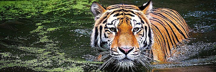 Tiger in pond