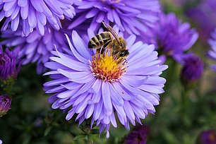 Biene sitzt auf lila Blüte und saugt Nektar