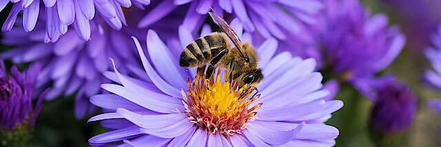Biene sitzt auf lila Blüte und saugt Nektar