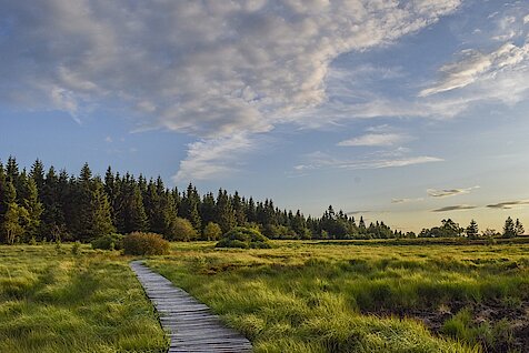 Steg führt durch Moorlandschaft