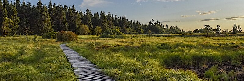 Steg führt durch Moorlandschaft