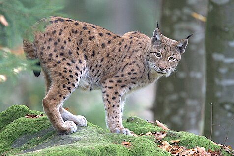 Luchs steht auf bemoosten Felsen in Buchenwald