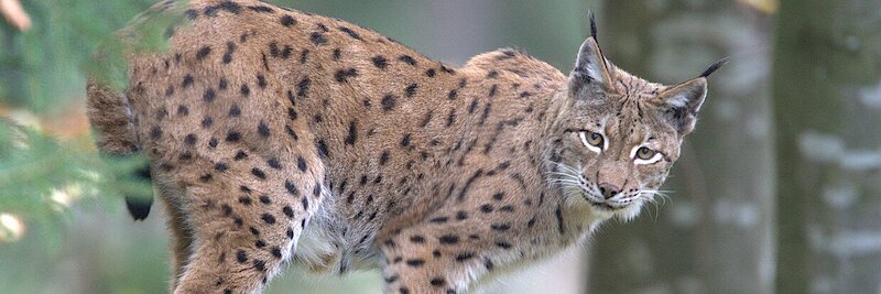 Luchs im Buchenwald