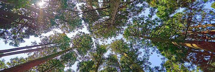 Baumstämme im Wald