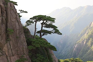 Baum im steilen Gebirge
