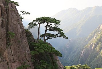 Baum im steilen Gebirge