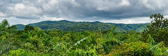 Intakter Regenwaldflächen in Costa Rica