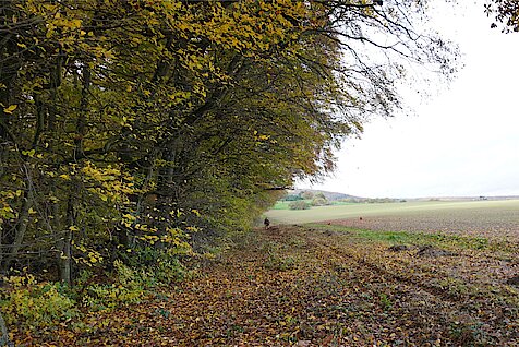 Waldsaum neben Ackerfläche in Wiesbaden