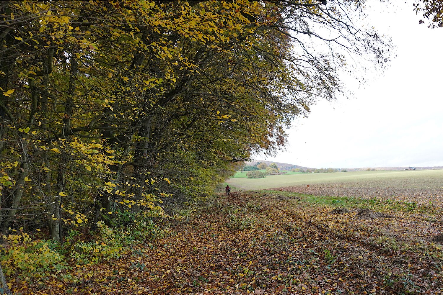 Waldsaum neben Ackerfläche in Wiesbaden