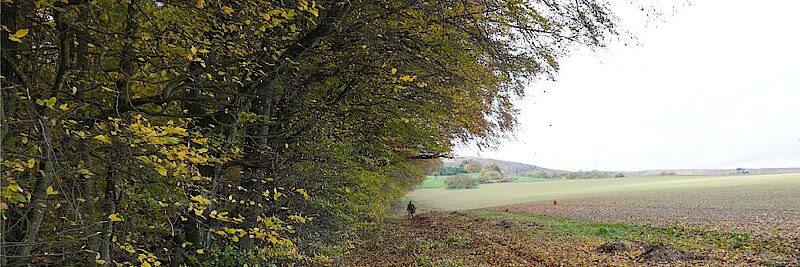 Waldsaum neben Ackerfläche in Wiesbaden