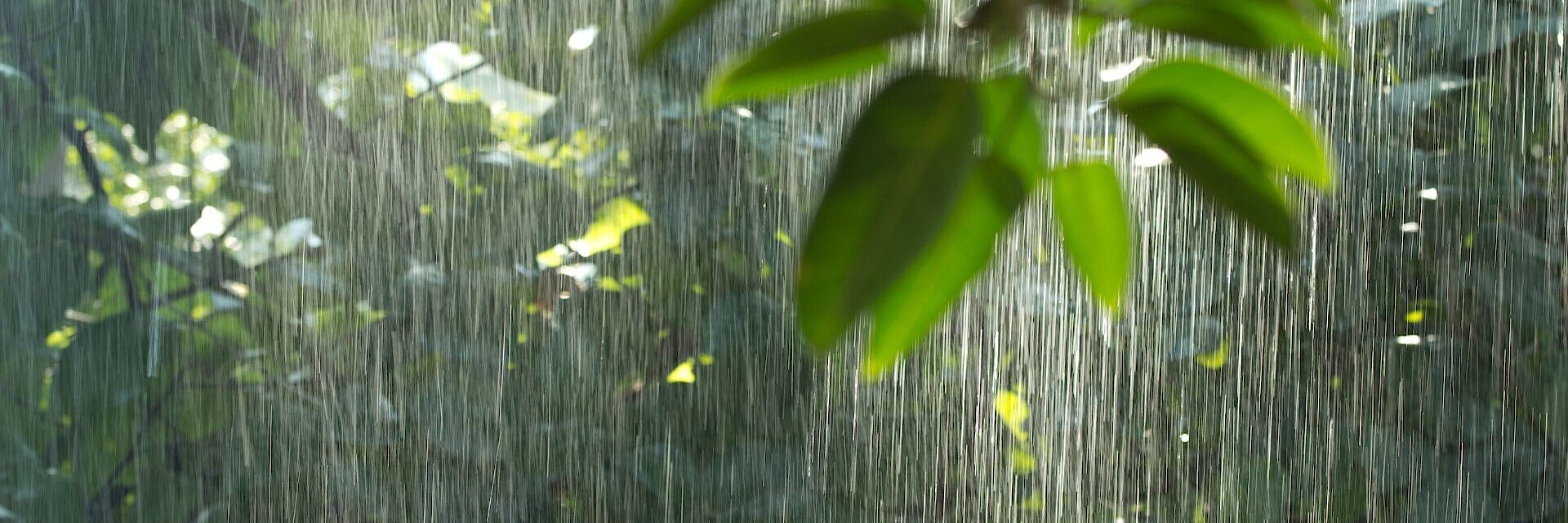 Regen im Tropischen Regenwald