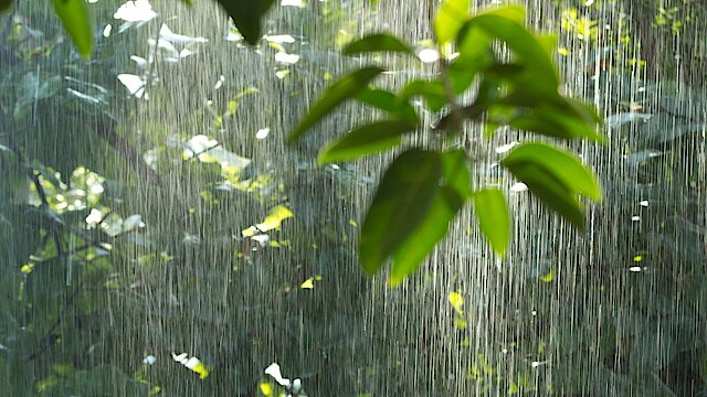 Regen im Tropischen Regenwald