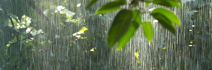 Regen im Tropischen Regenwald