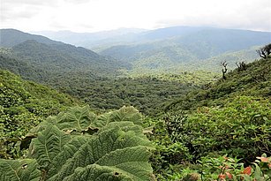 Regenwald erstreckt sich auf dicht bewachsenen Hügeln bis zum Horizont