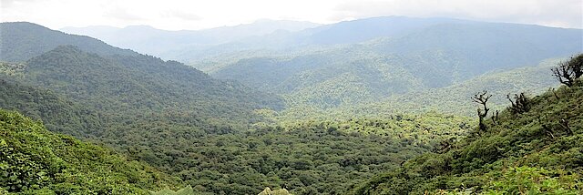 Regenwald erstreckt sich auf dicht bewachsenen Hügeln bis zum Horizont