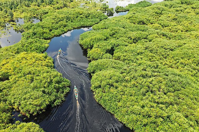 Boote fahren auf Fluss durch noch intakte Mangroven- und Regenwälder