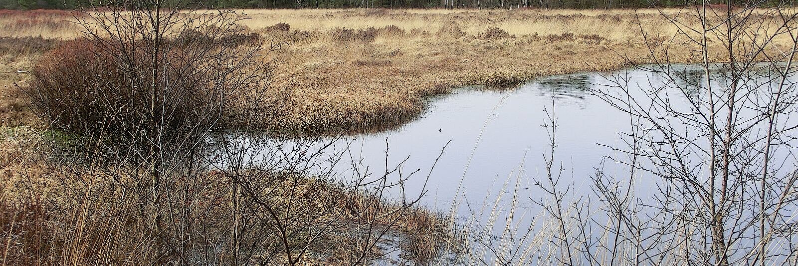 Ausblick auf das Hamberger Moor