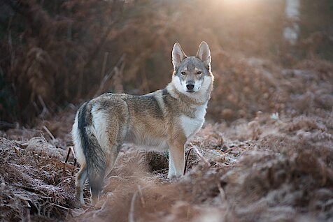 Ein braun weißer Wolf steht im Wald