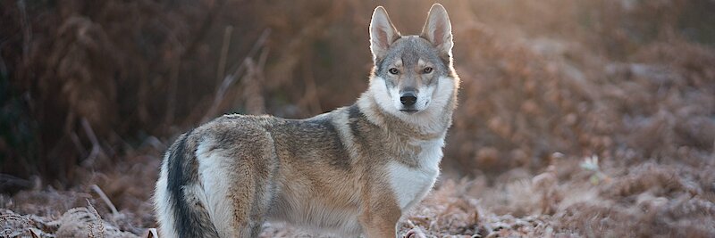 Ein braun weißer Wolf steht im Wald