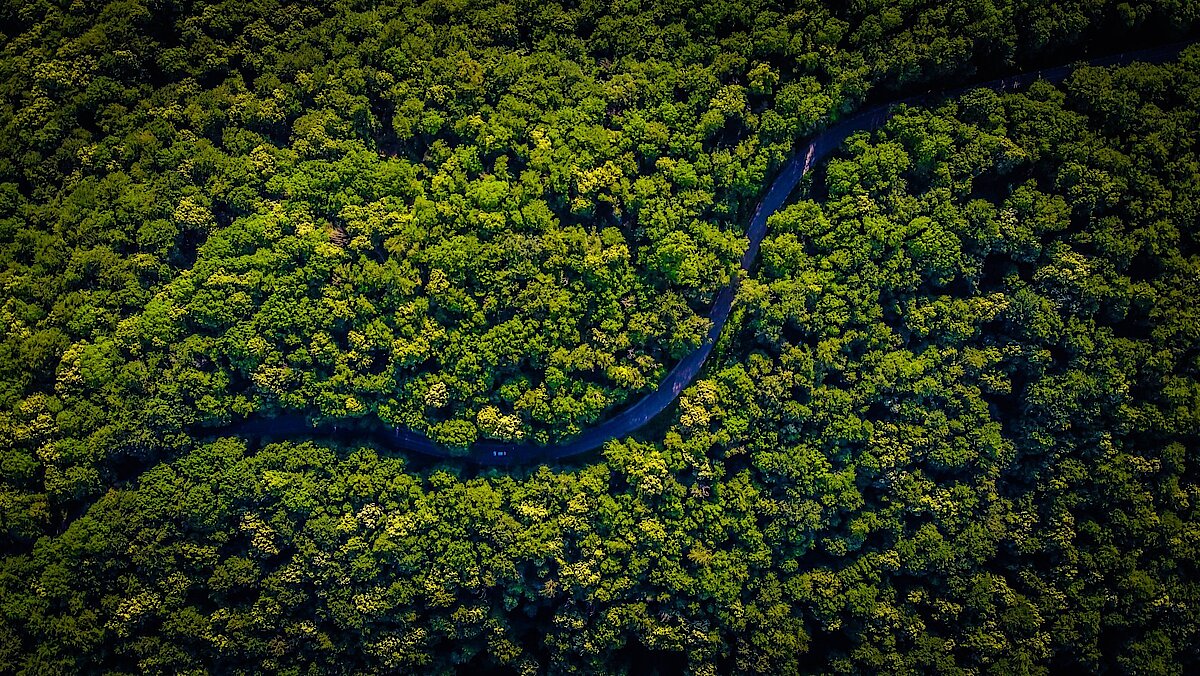 Fluss im dichtem Wald. 