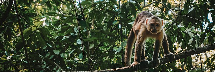 Affe sitzt auf Ast im Regenwald und schaut in die Kamera