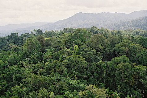 Ein dichter grüner Regenwald erstreckt sich in Honduras bis in den Horizont