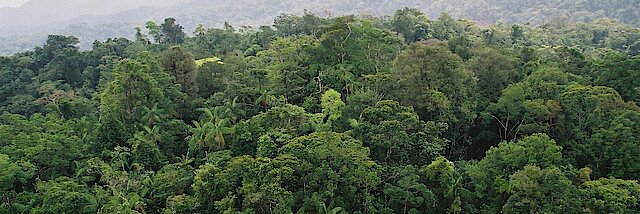 Ein dichter grüner Regenwald erstreckt sich in Honduras bis in den Horizont