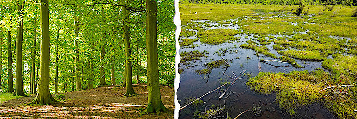 Links auf dem Bild ist Wald zu sehen, rechts eine Moorfläche