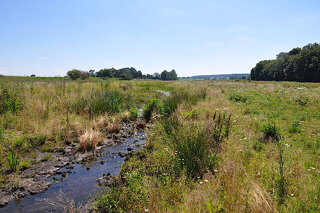 Fläche eines Niedermoors in Bayern im Sonnenschein