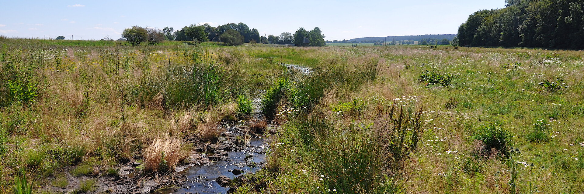 Fläche eines Niedermoors in Bayern im Sonnenschein