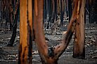 Känguru steht in abgebranntem Wald in Australien