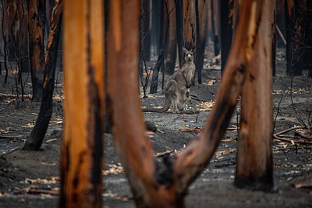 Känguru steht in abgebranntem Wald in Australien