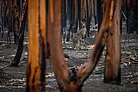 Känguru steht in abgebranntem Wald in Australien