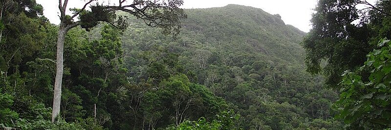 Regenwald in Makirovana