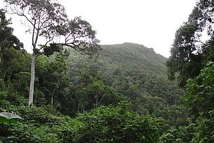 Dichter Regenwald in Makirovana, einer Gebirgskette auf Madagaskar