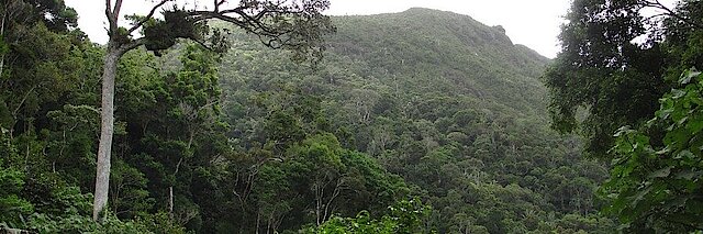 Regenwald in Makirovana
