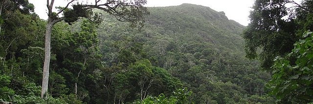 Regenwald in Makirovana