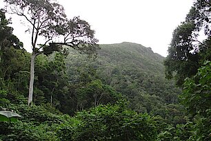 Dichter Regenwald in Makirovana, einer Gebirgskette auf Madagaskar