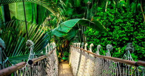 Eine Holzbrücke führt über einen Abgrund in den Regenwald hinein