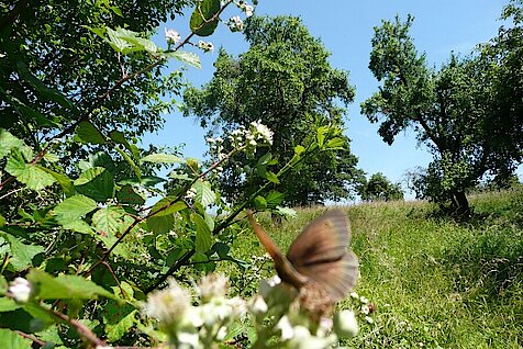 Schmetterling sitzt auf weißer Blüte eines Apfelbaums auf Streuobstwiese