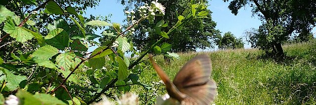 Schmetterling sitzt auf weißer Blüte eines Apfelbaums auf Streuobstwiese