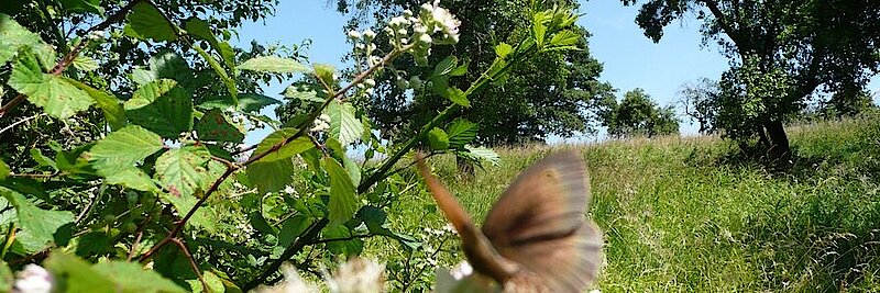 Schmetterling sitzt auf weißer Blüte eines Apfelbaums auf Streuobstwiese