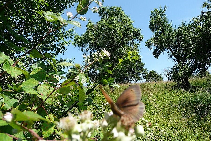 Schmetterling sitzt auf weißer Blüte eines Apfelbaums auf Streuobstwiese