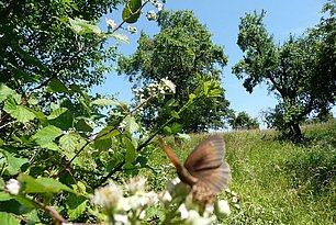 Schmetterling sitzt auf weißer Blüte eines Apfelbaums auf Streuobstwiese