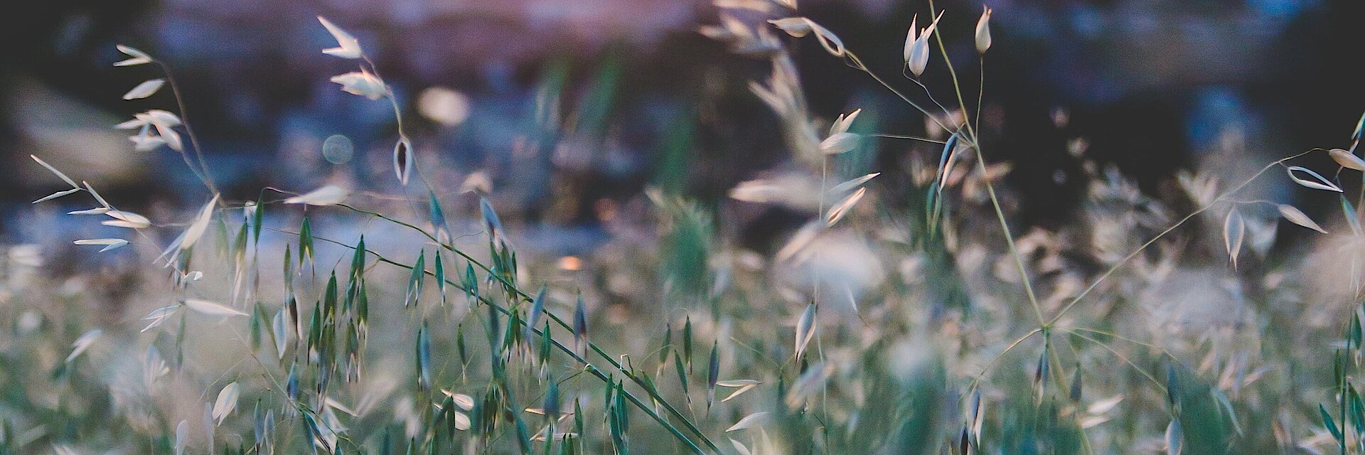 Grasflächen im Sonnenaufgang