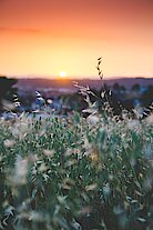 Grasflächen im Sonnenaufgang