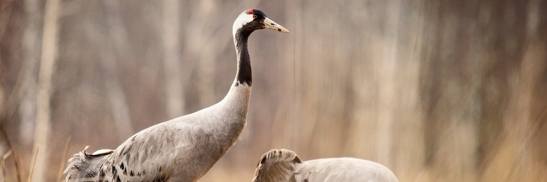 Zwei graue Kraniche stehen auf Moorflächen im Hamberger Moor