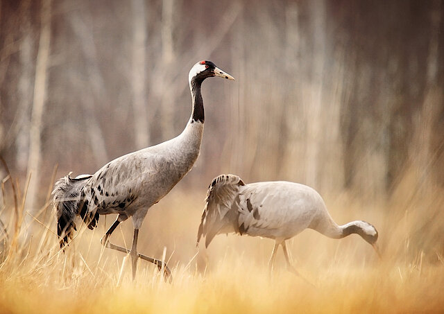 Zwei graue Kraniche stehen auf Moorflächen im Hamberger Moor