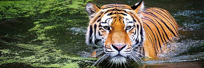 Tiger schwimmt in Fluss