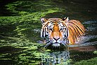 Tiger schwimmt in Fluss